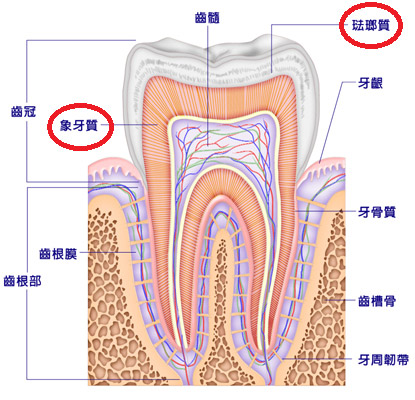 牙齒黃怎麼辦？牙齒美白需知